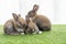 Group tiny furry baby rabbit bunny brown white sitting together on the green grass. Adorable baby bunny playful on the meadow.