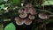 A group of toadstools in the forest, inedible hallucinogenic mushrooms growing in wood close up