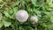 Group of Toadstools in Grass