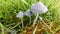 Group of Toadstools in Grass