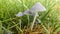 Group of Toadstools in Grass