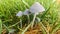 Group of Toadstools in Grass