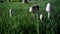 Group of Toadstools in Grass