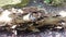 Group of Toadstools on Log