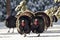 Group of tom turkeys strutting in snow