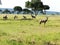 Group of topi antelopes grazing in the African savannah