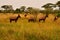 A group of topi antelopes in Queen Elizabeth national park
