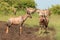 Group of topis in the african savannah.