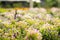 Group of Torenia fournieri or Wishbone flower in garden