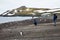 A group of tourist watching the wildlife amidst a breeding colony of gentoo penguins Pygoscelis papua, Antarctica