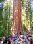 Group of tourists by the General Sherman Tree in Sequoia National Park