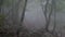 A group of tourists goes through the gloomy foggy forest.