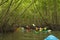 Group of tourists kayaking in the mangrove jungle of Krabi