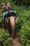 Group of tourists and mahout sitting on big elephant in indian safari jungle.