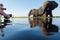 A group of tourists photographing elephants at water level