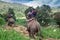 Group tourists to ride on an elephant