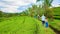 Group of tourists walking by path with rice fields view