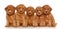 Group of Toy Poodle puppies