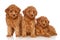 Group of toy poodle puppies