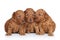 Group of a Toy poodle Puppy (20 days)