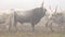 Group of traditional hungarian gray cows in a misty winter day