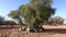 Group of tree climbing goats eating leaves from the branches of the Argan tree in Morocco. Tourist place to visit