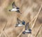 A group of Tree swallows (Tachycineta bicolor) playing in flight with mouth open and perfect detail