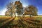 Group of trees in the autumn