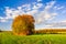 Group of trees in autumn colors in the middle of a green field of young sprouts of winter wheat. Beautiful autumn landscape