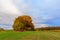 Group of trees in autumn colors in the middle of a green field of young sprouts of winter wheat. Beautiful autumn landscape