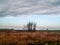 A group of trees with blue sky and couds near TiszabÃ¡bolna, Hungary