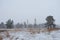 Group of trees in Nature studies path leading through carbon dioxide storing moor and peatland in Bavaria in winter with snow-