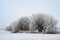 Group of trees with pollard willows in hoar frost and snow, gray winter landscape with copy space