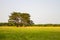 A group of trees stand alone in the midst of a trembling field