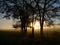 Group of trees at sunrise in the golden hour