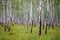 A group of trees of thin trunks of birches