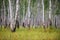 A group of trees of thin trunks of birches