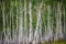 A group of trees of thin trunks of birches  in a grove during the rain