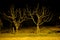 Group of trees withered and dried branch by taking photo middle of the night