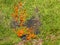 Group of Tremella aurantia growing