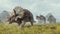 Group of triceratops walks in the valley