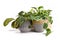 Group of tropical house plants like Satin Pothos, Philodendron or Calathea in beautiful natural flower pots on white background