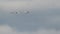 Group of trumpeter swans flying in front of the clouds during Spring migrations at the Crex Meadows Wildlife Area in Northern Wisc