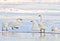 Group of Trumpeter Swans resting on river Ice, late winter.