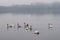 A group of Trumpeter Swans with their young juveniles enjoying a lake on an overcast day