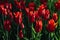 Group tulip flowers with red color petals.