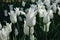 Group tulip flowers with white color petals.