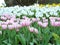 group of tulips