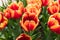 Group of tulips flower green leaf background