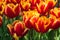 Group of tulips flower green leaf background